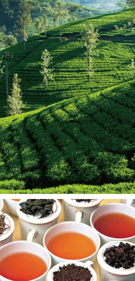 ハーブのパワー