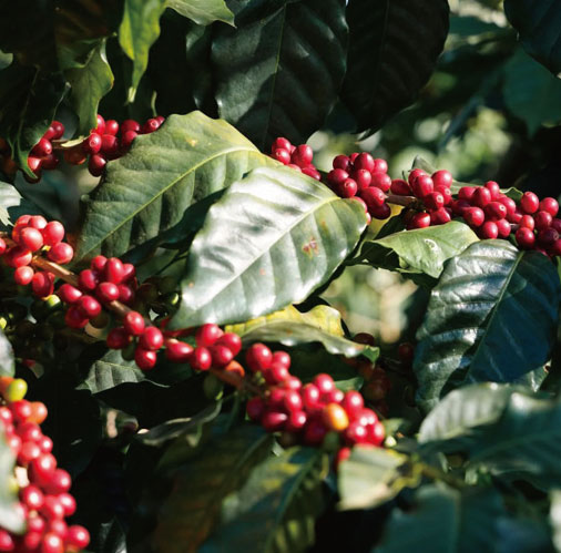 コーヒーの文化